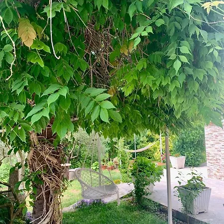 Palm Tree